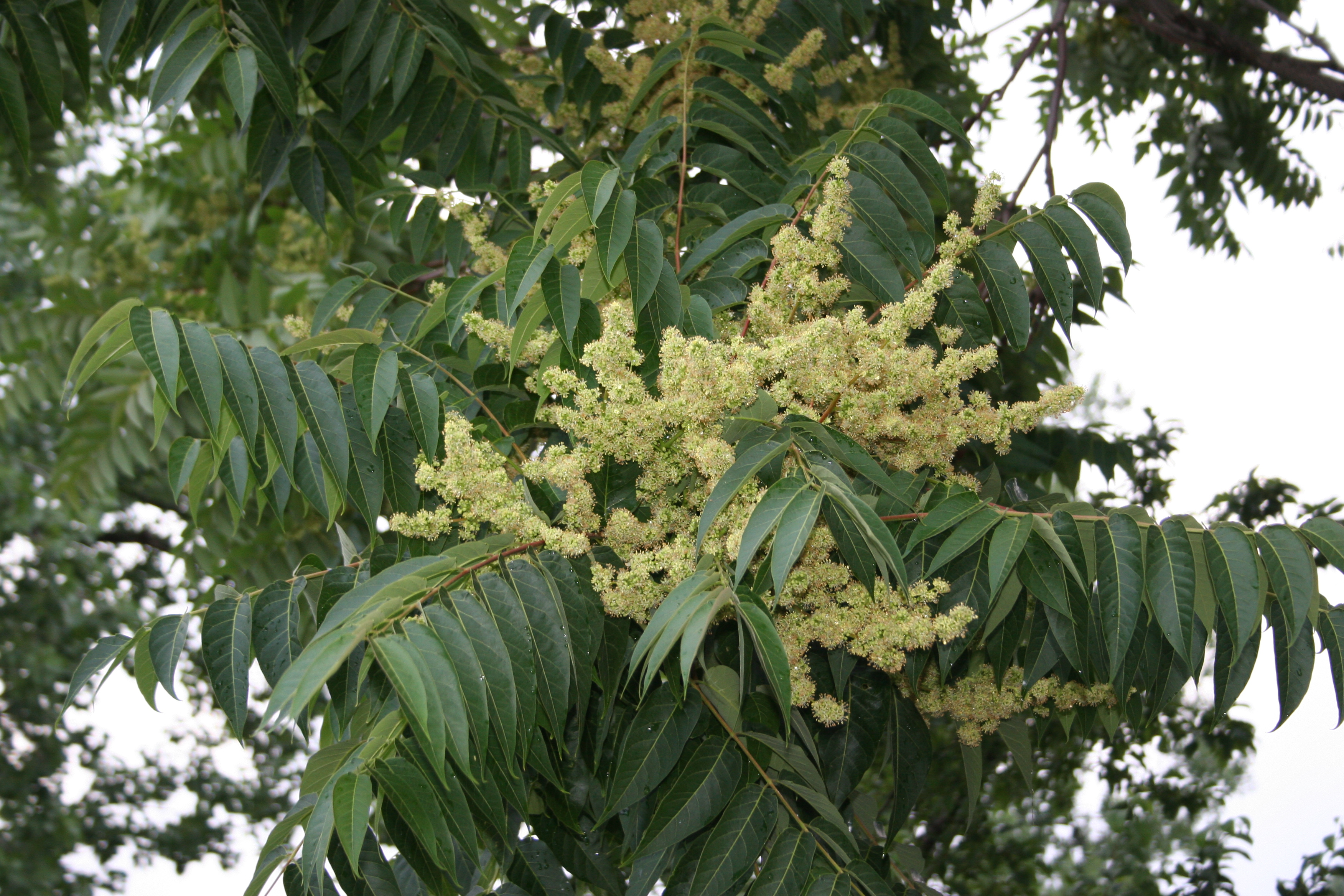 Flowers on a tree of heaven.